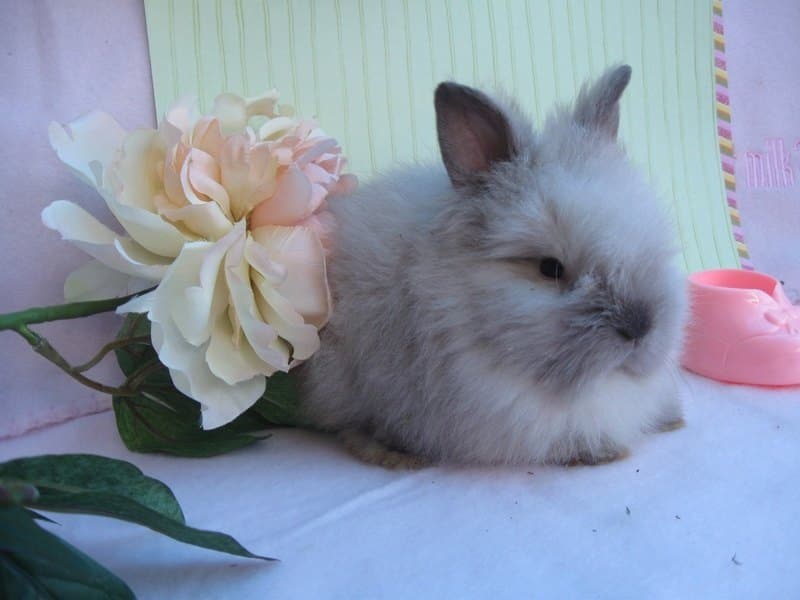 Rabbits