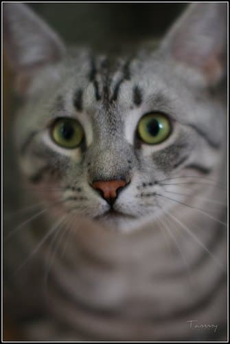 This pet, photo 1 of 1