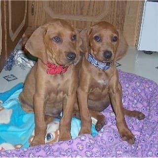 Kochi Paws Shelter logo